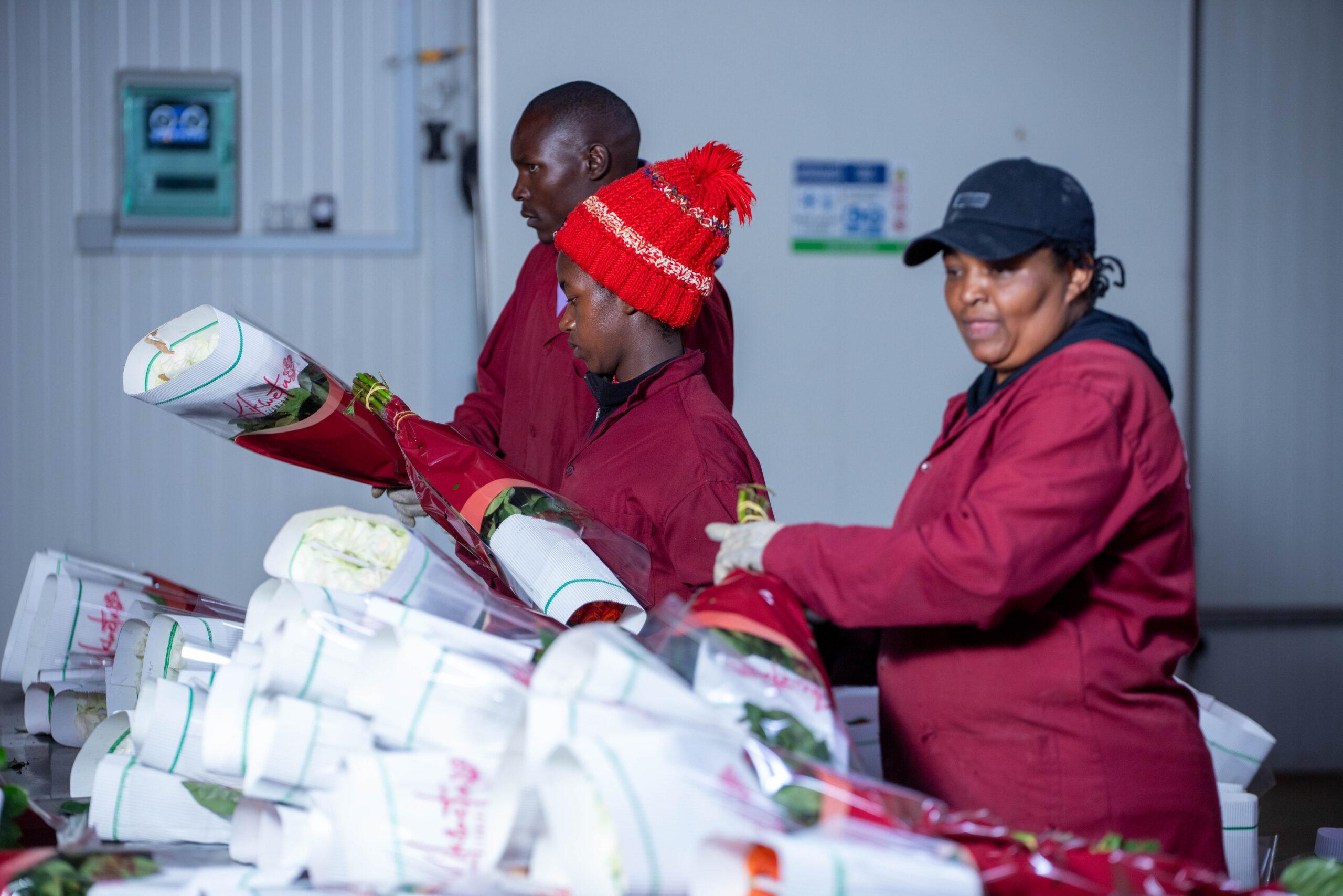 premium kenyan roses