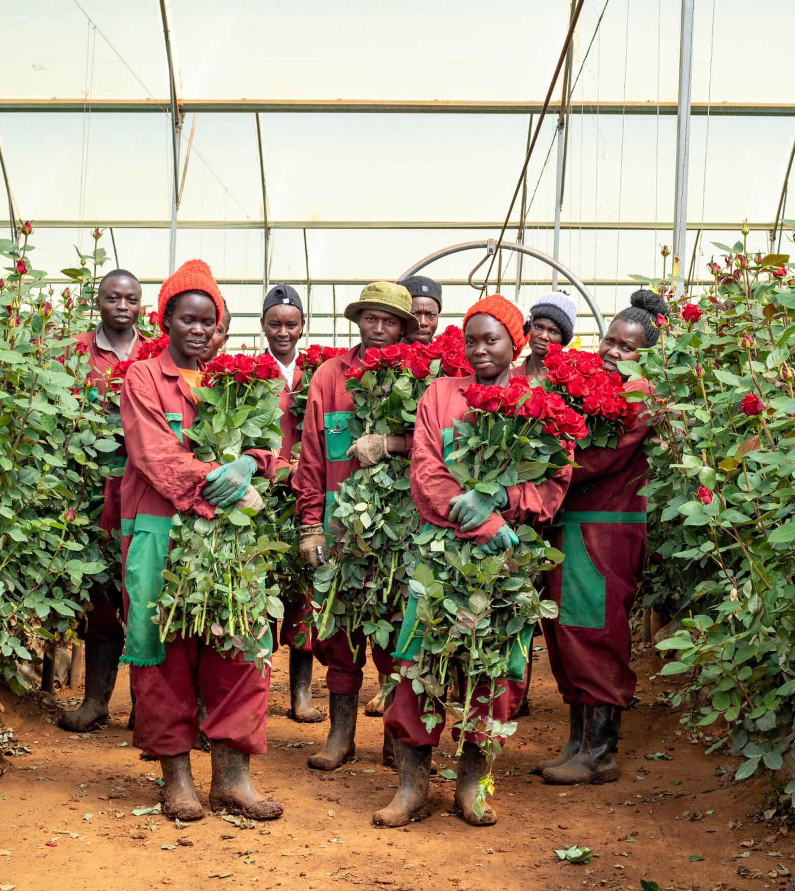 sustainable rose farming