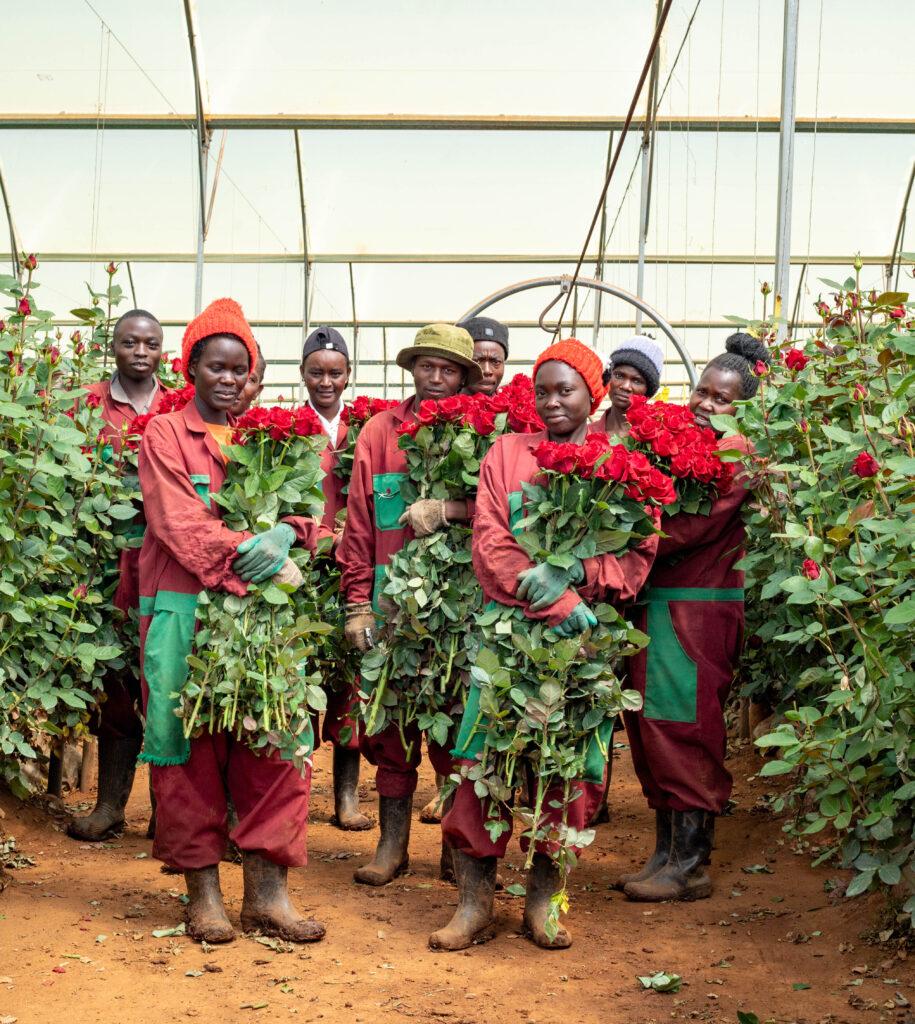 sustainable rose farming