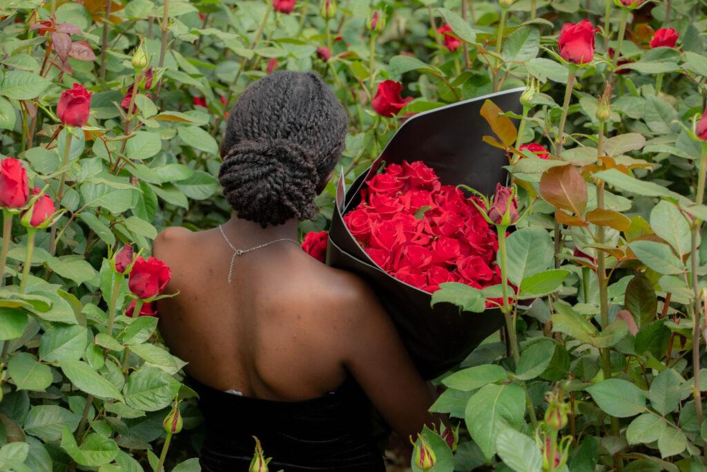 valentines premium roses in kenya kikwetu farm