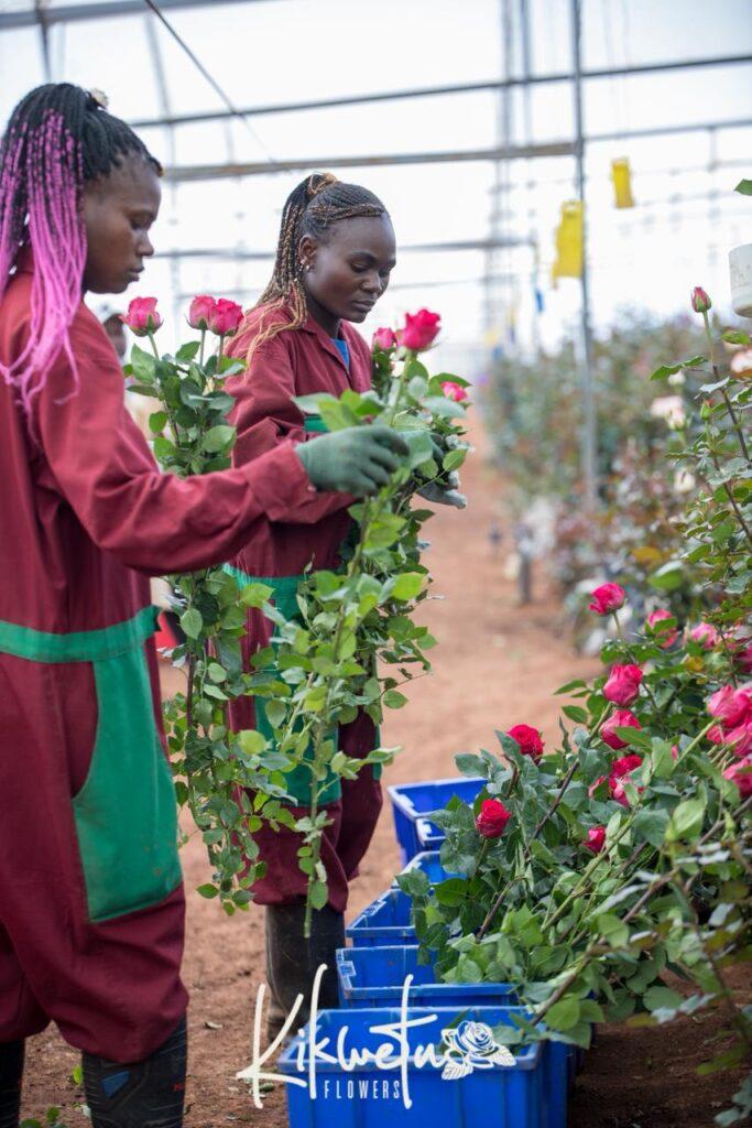 harvesting premium kenyan roses at kikwetu flowers