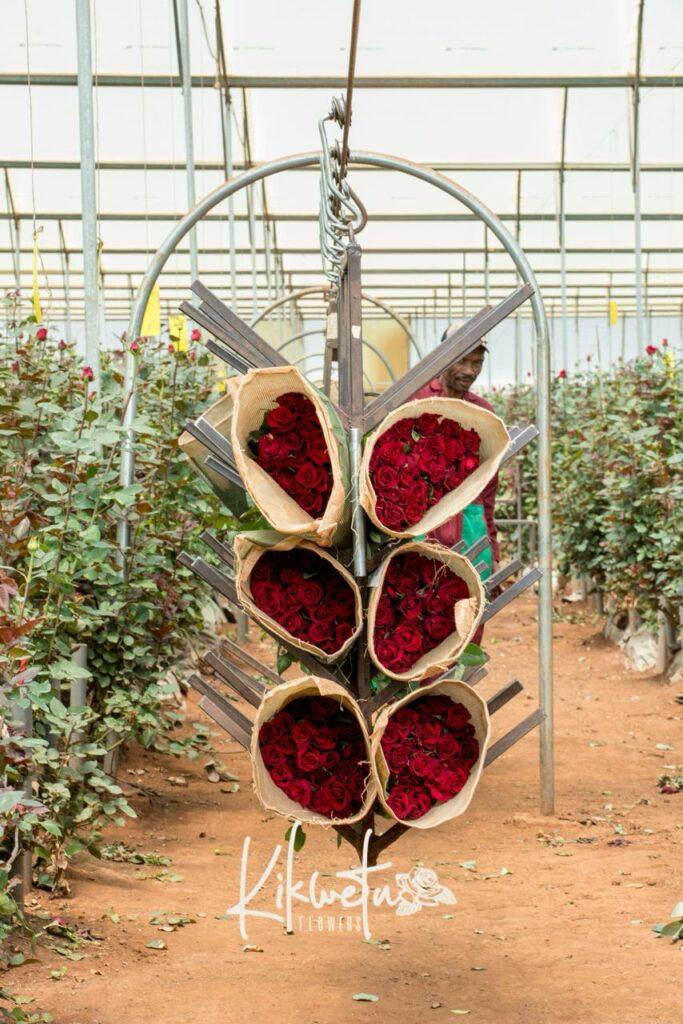 premium kenya roses graded at kikwetu farm