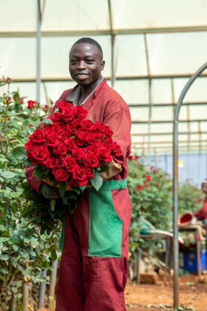 wholesale mother's day roses at kikwetu flowers