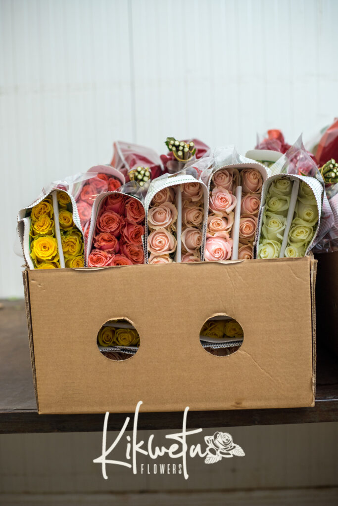 kikwetu premium roses