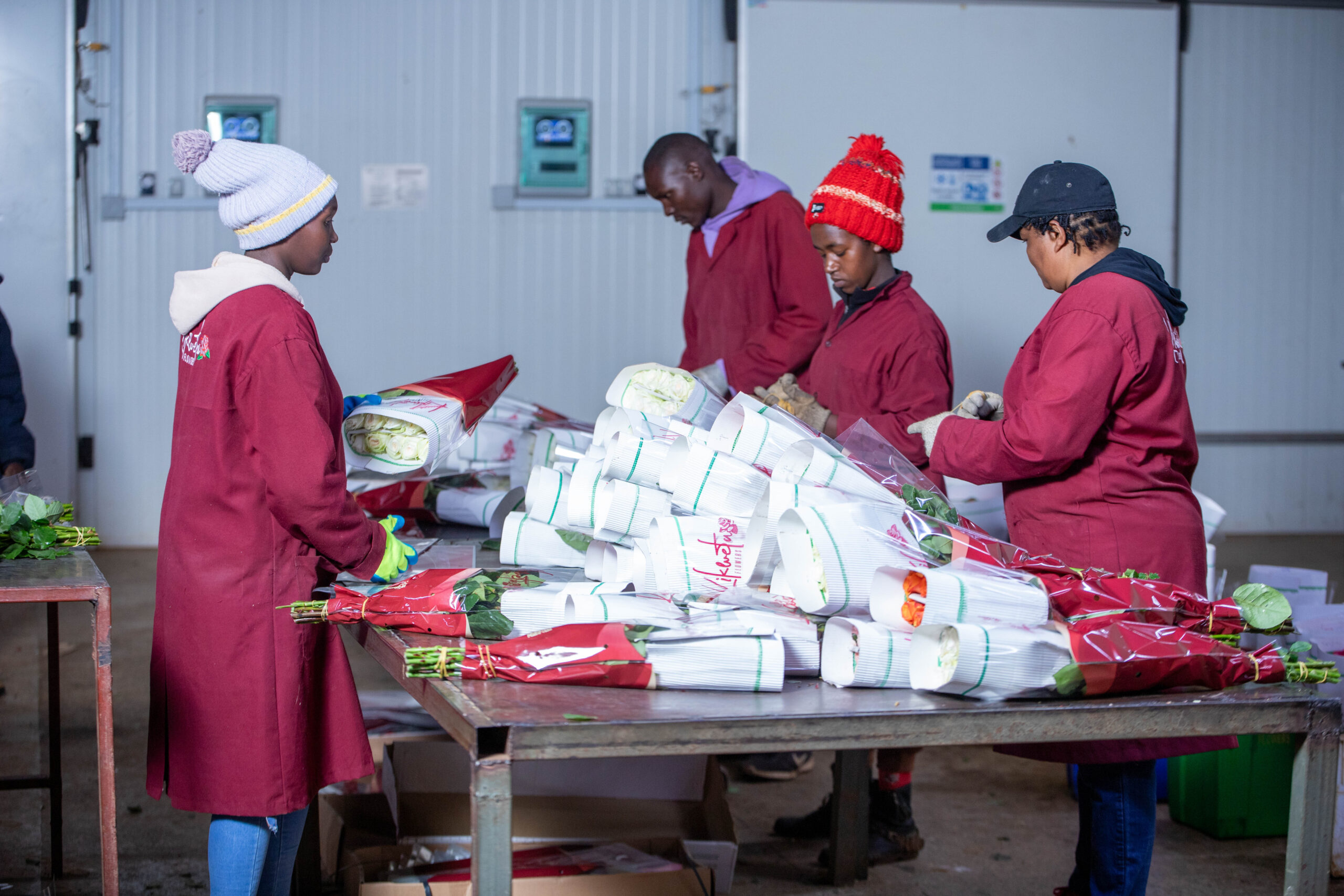 christmas roses wholesale supply at kikwetu flowers