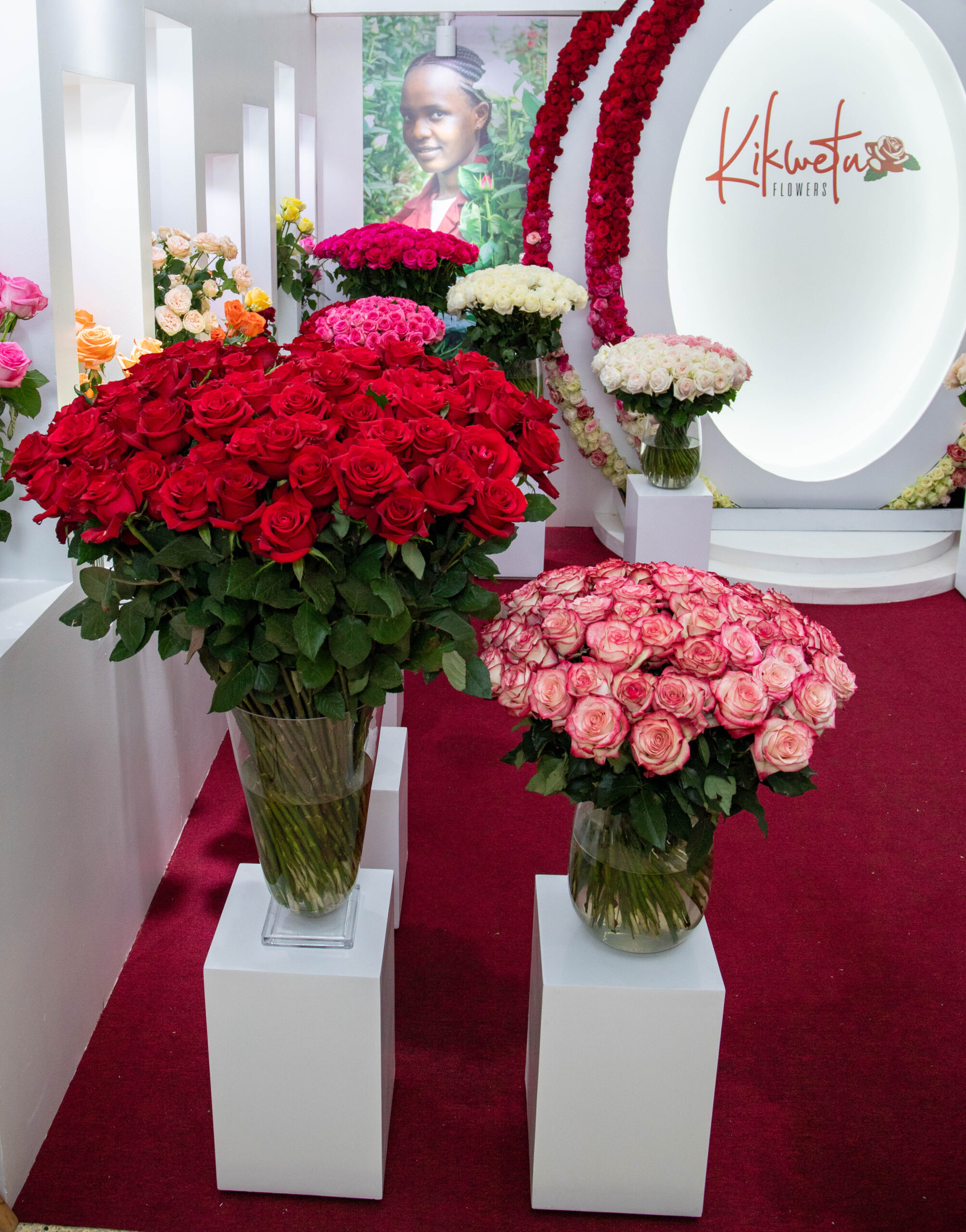 Premium Valentine's Day roses from Kikwetu Flowers, Kenyan rose exporter
