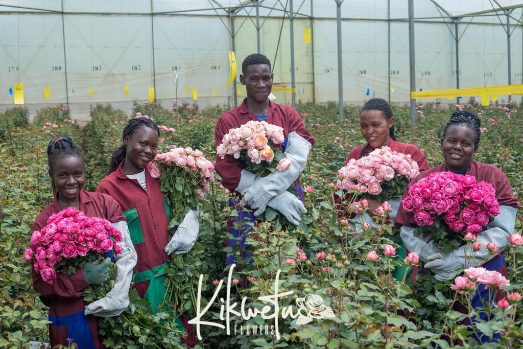 premium rose varieties
