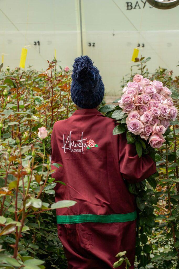 new rose varieties - cool down
