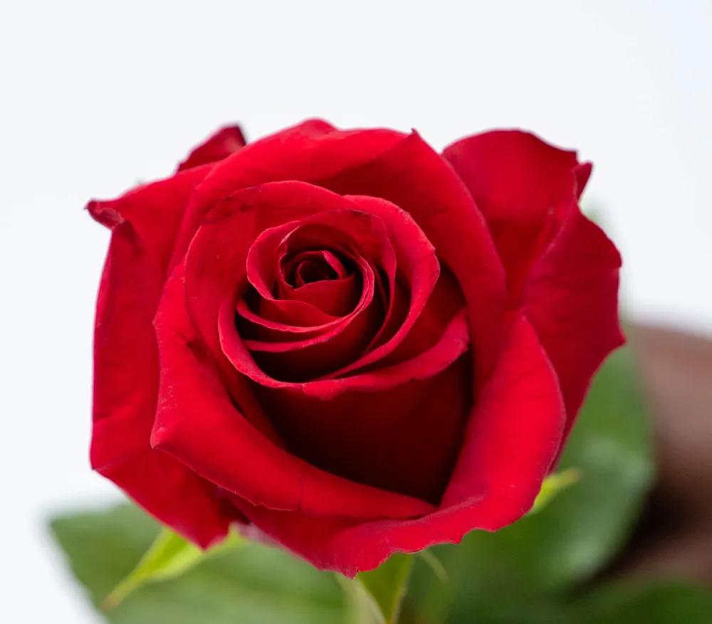 new rose varieties -royal class